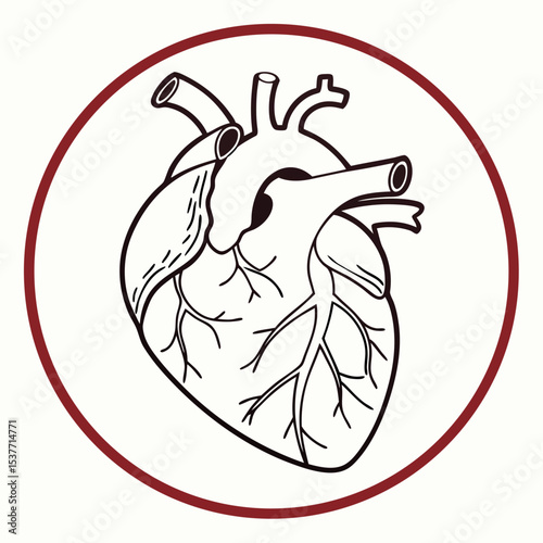 Make a minimalist version of a image of an anatomically correct heart on a 40mm circle with minimal details



