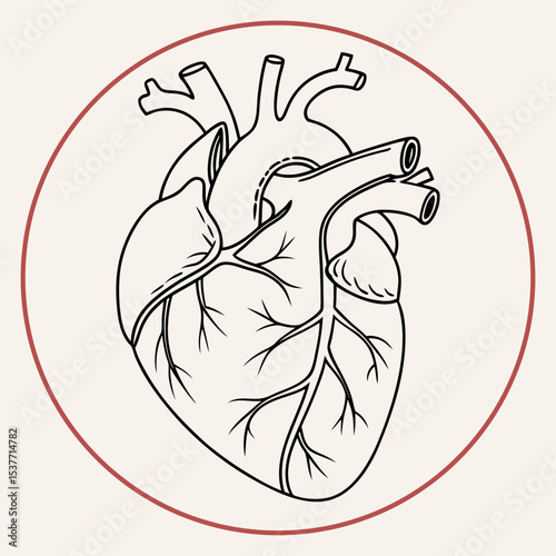 Make a minimalist version of a image of an anatomically correct heart on a 40mm circle with minimal details



