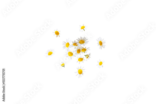 Canvas Print Closeup of fresh organic camomile flowers from the garden isolated on a transpar