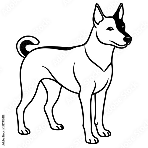 Canaan Dog Vector on White