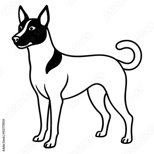 Canaan Dog Vector on White