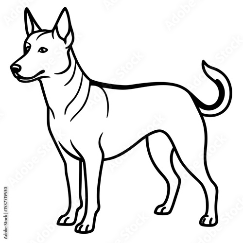 Canaan Dog Vector on White