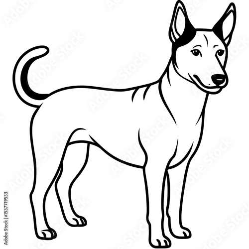 Canaan Dog Vector on White