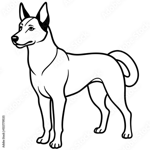 Canaan Dog Vector on White