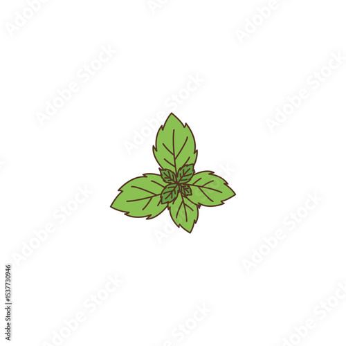 Fresh Mint Leaves