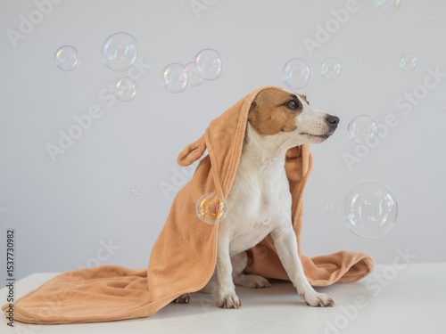 Jack Russell Terrier dog in a towel on a white background. 