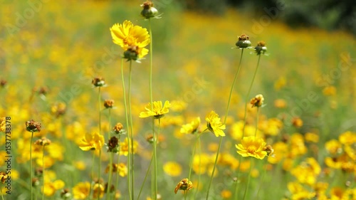 Yellow Flower