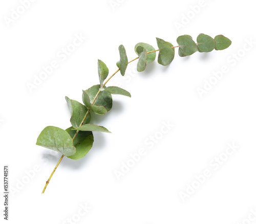 Green eucalyptus branch on ...