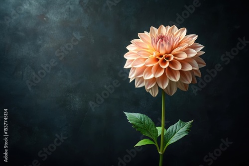 A Single Peach Dahlia Blossom on a Dark Background, Elegantly Displayed in a Studio Setting with Soft Lighting