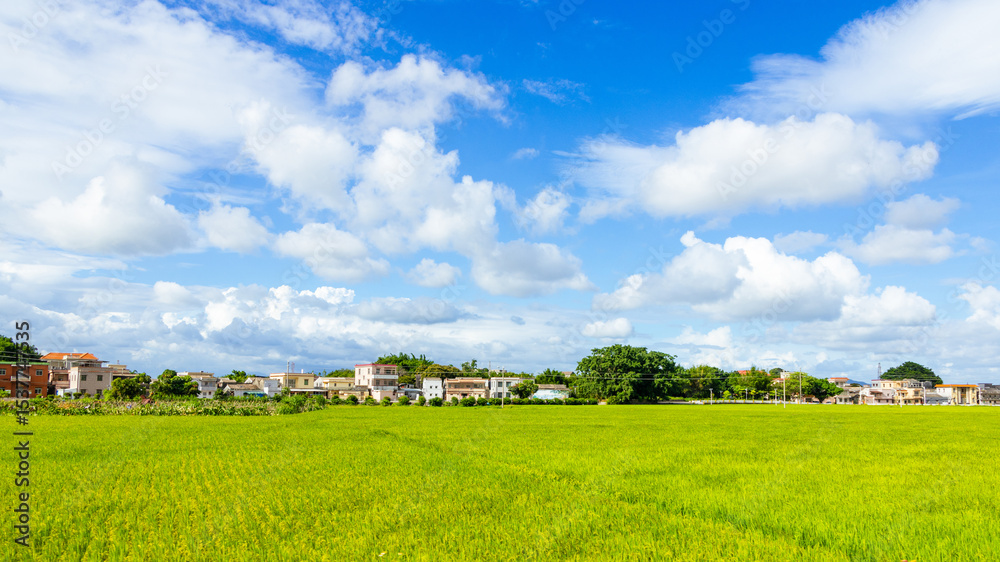 Naklejka premium Green rice fields in the countryside of Guangdong, China