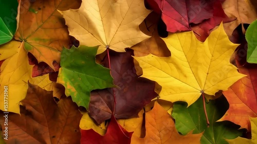 Wallpaper Mural Close up of vibrant fallen maple foliage creating a colorful autumn arrangement. Torontodigital.ca