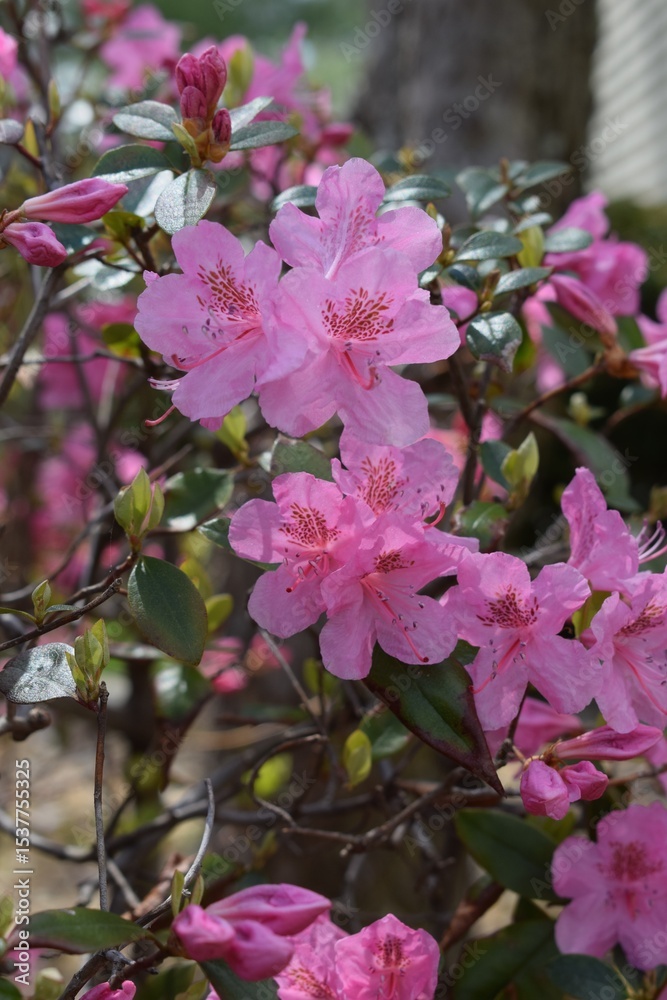 Naklejka premium pink flowers in a garden
