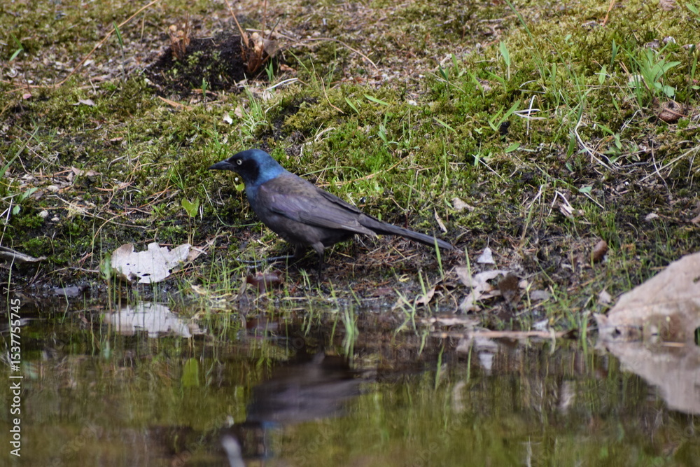 Obraz premium Bird in the wild