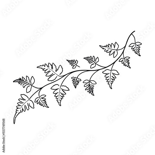 Detailed black and white fern branch illustration isolated on a clean white background