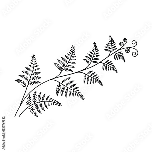 Elegant black and white fern branch vector illustration on isolated white background