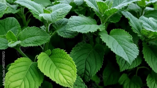Wallpaper Mural Close-up of a cluster of green leaf plants, highlighting their fuzzy texture and vibrant color in a natural outdoor setting. Torontodigital.ca