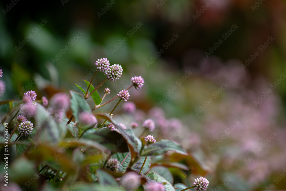 Fotografie Growing on the roadside Persicaria capitata,
