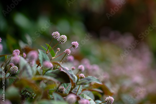 Growing on the roadside Persicaria capitata,