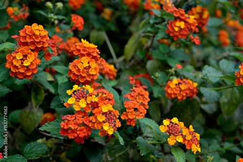Tableau sur toile Lantana, Lantana camara