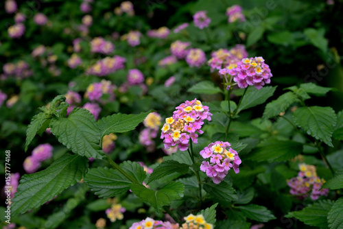 Lantana, Lantana camara