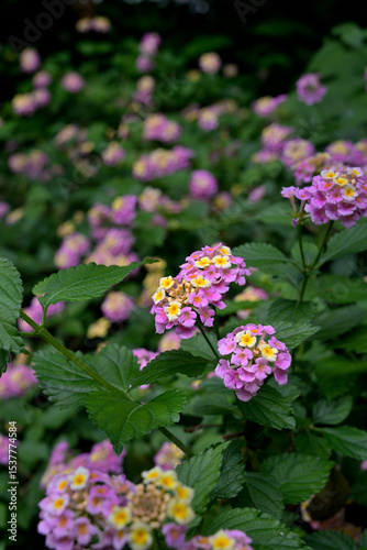 Lantana, Lantana camara