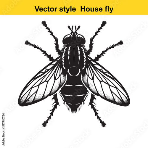 View of a Housefly in Black and White Line Art