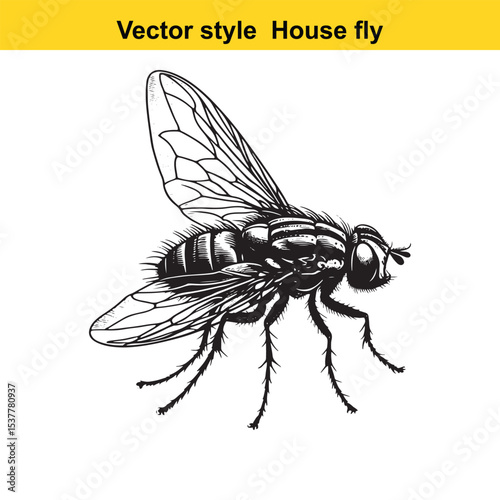 View of a Housefly in Black and White Line Art