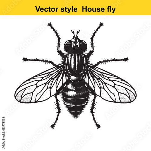 View of a Housefly in Black and White Line Art