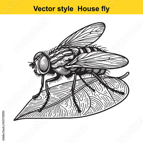 View of a Housefly in Black and White Line Art