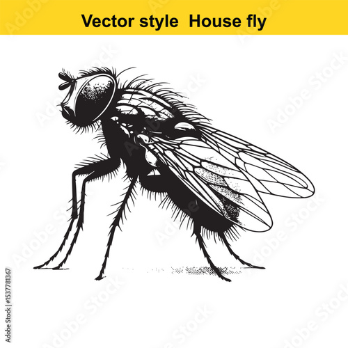 View of a Housefly in Black and White Line Art