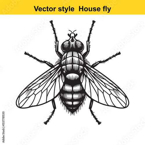 View of a Housefly in Black and White Line Art