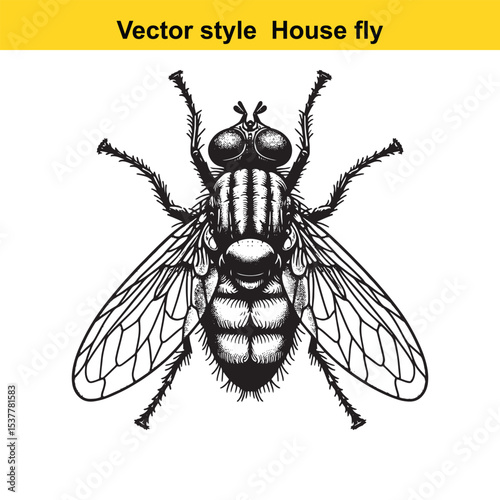 View of a Housefly in Black and White Line Art