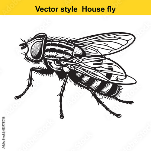 View of a Housefly in Black and White Line Art