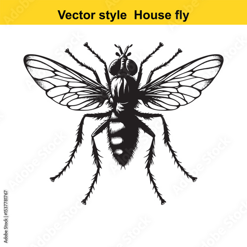 View of a Housefly in Black and White Line Art