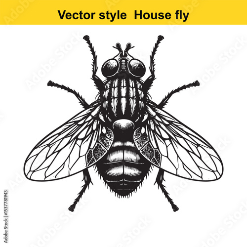 View of a Housefly in Black and White Line Art