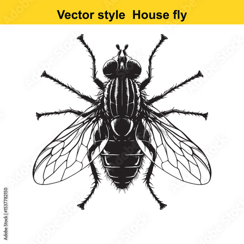 View of a Housefly in Black and White Line Art