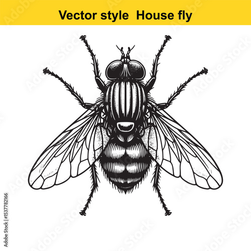 View of a Housefly in Black and White Line Art