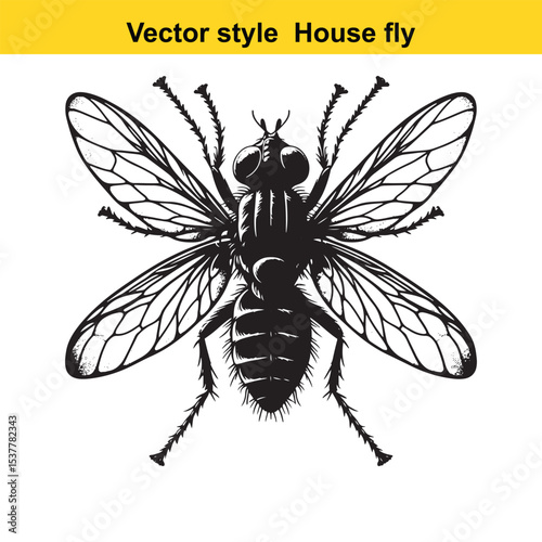 View of a Housefly in Black and White Line Art
