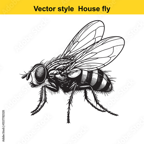 View of a Housefly in Black and White Line Art