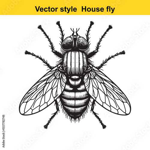 View of a Housefly in Black and White Line Art