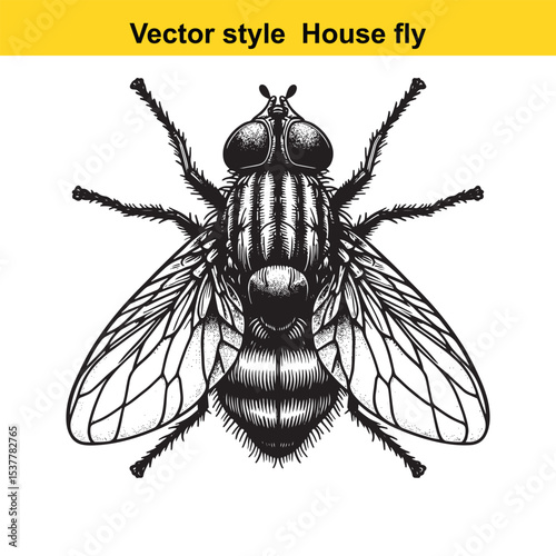 View of a Housefly in Black and White Line Art