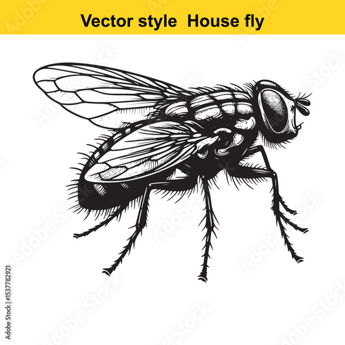 View of a Housefly in Black and White Line Art