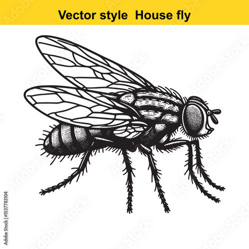 View of a Housefly in Black and White Line Art
