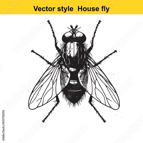 View of a Housefly in Black and White Line Art