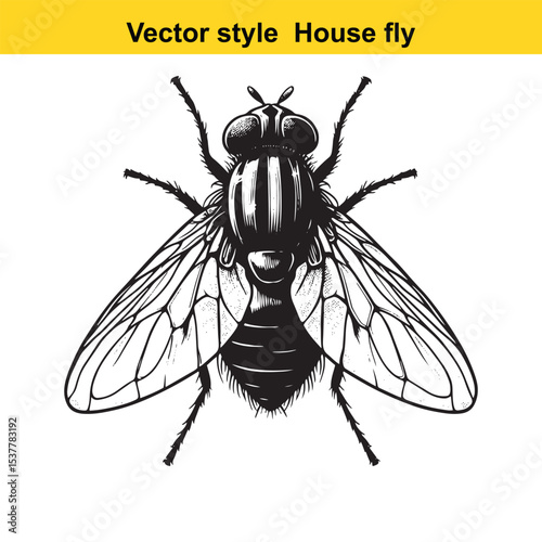 View of a Housefly in Black and White Line Art