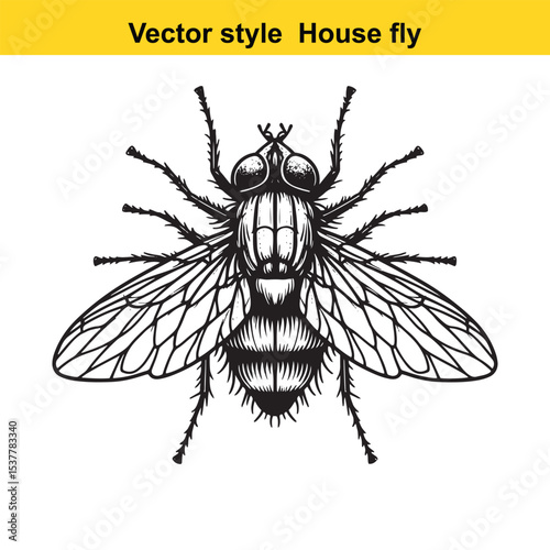 View of a Housefly in Black and White Line Art