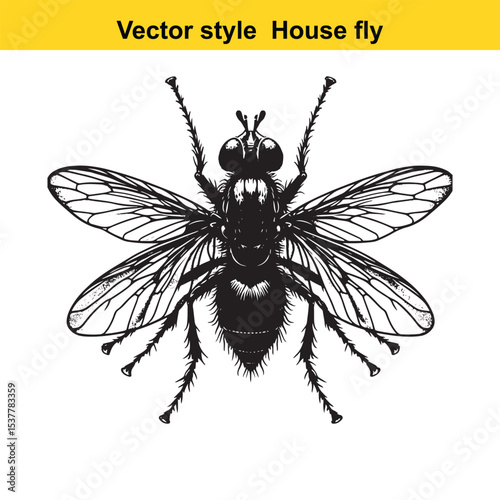 View of a Housefly in Black and White Line Art