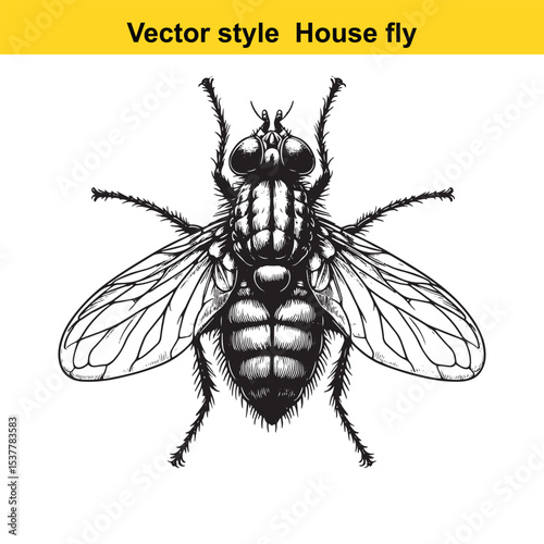 View of a Housefly in Black and White Line Art