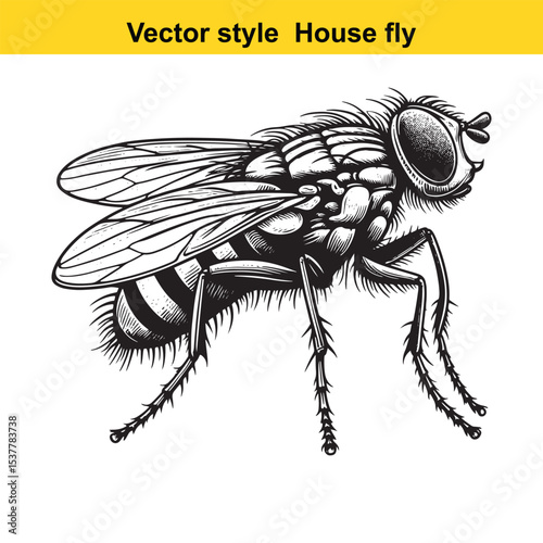View of a Housefly in Black and White Line Art