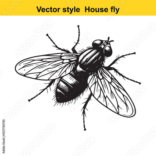 View of a Housefly in Black and White Line Art